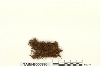 藏品(歐腐木苔)的圖片